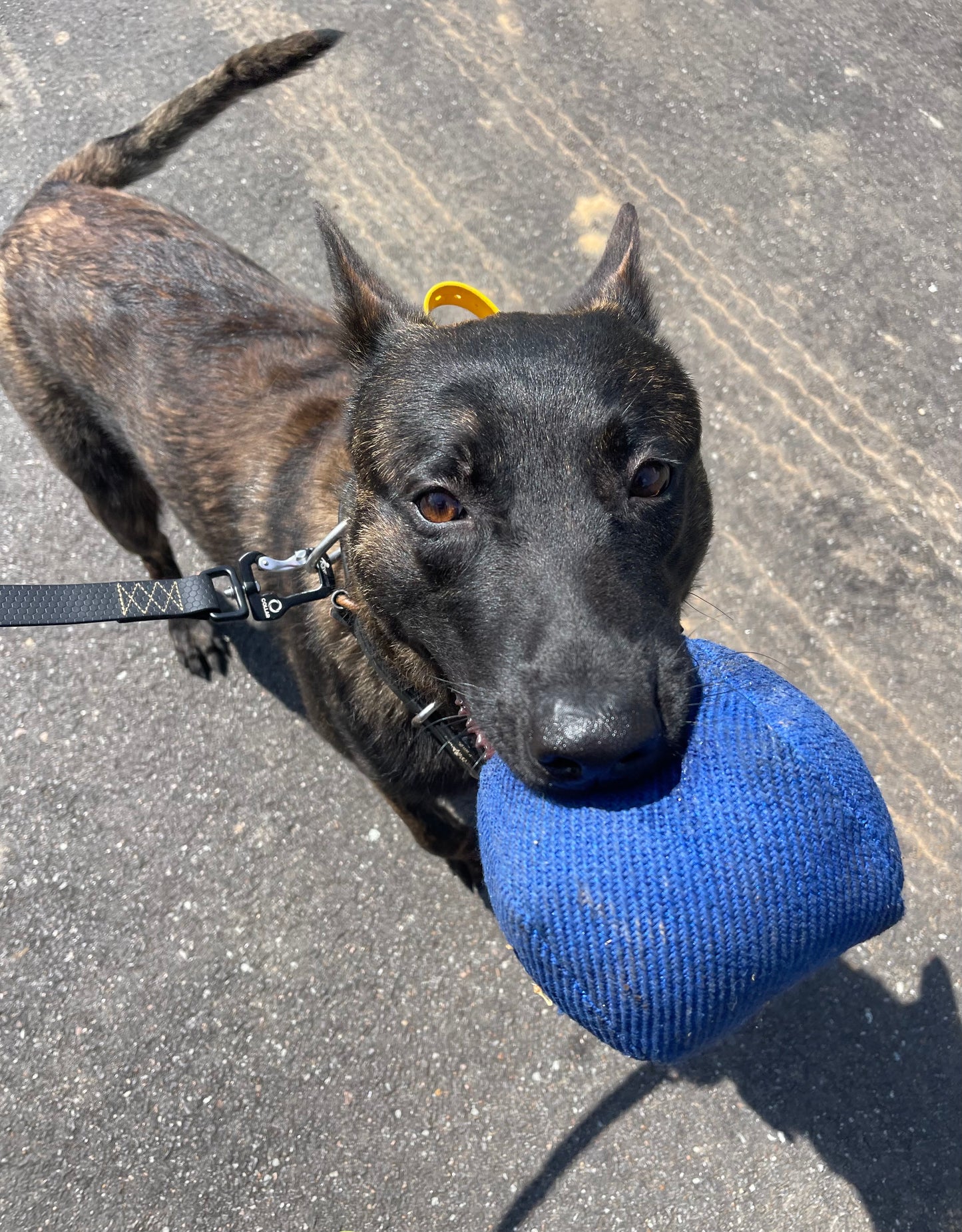 Square Bite Suite Reward Ball