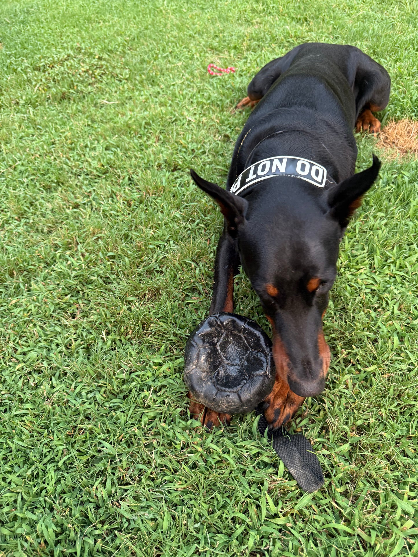 Inflatable Leather Reward Ball