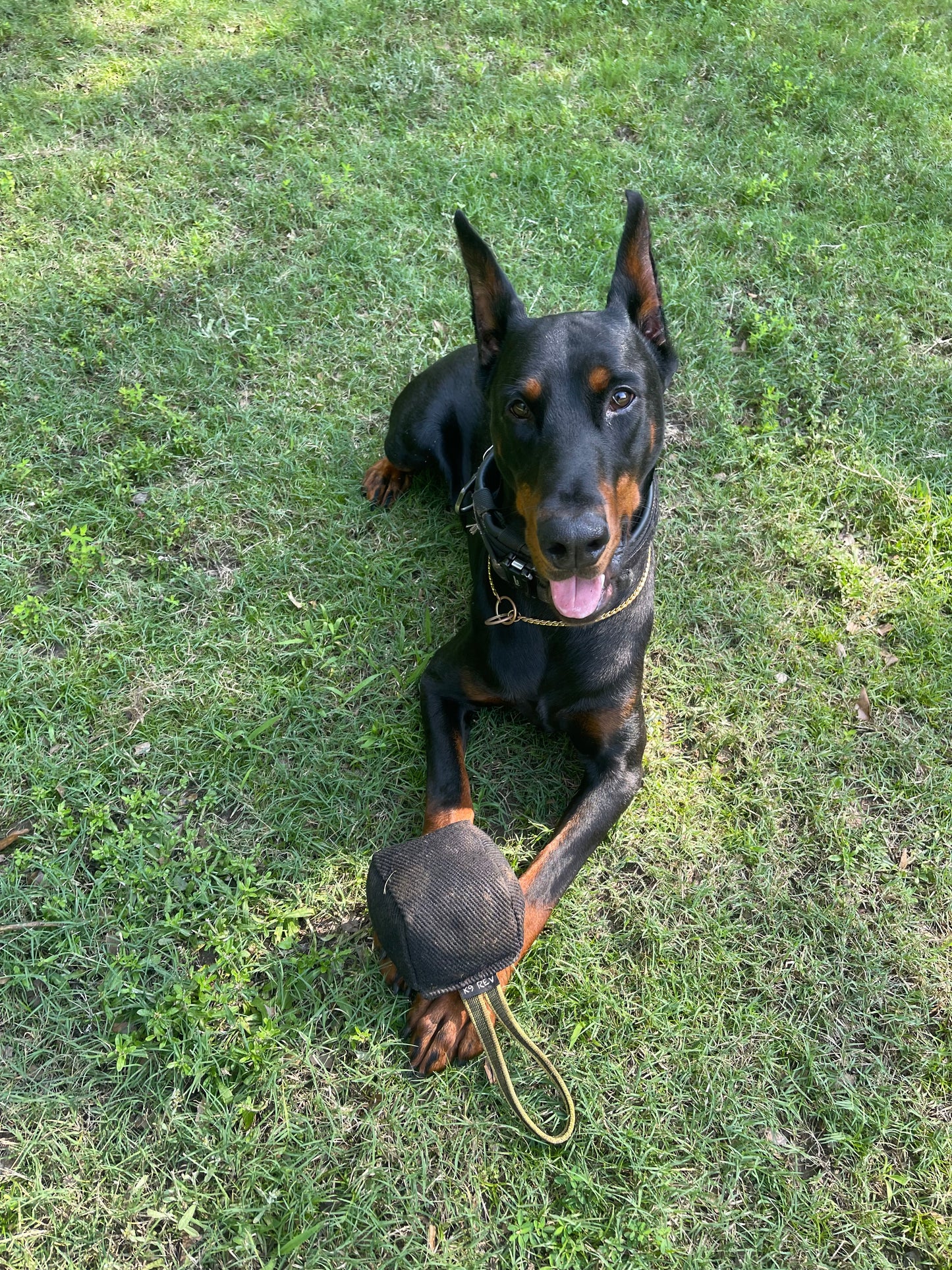 Square Bite Suite Reward Ball