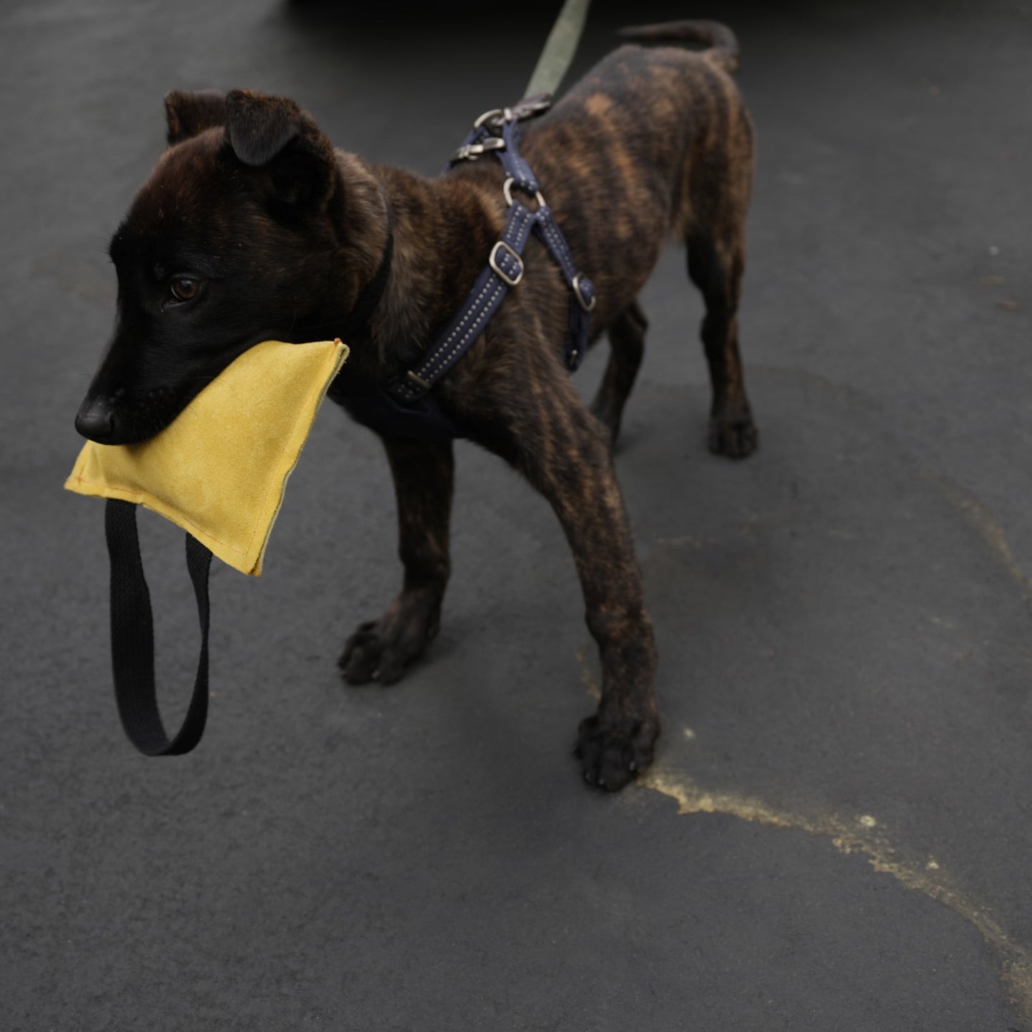 Suede Leather Bite Pillow for Puppies