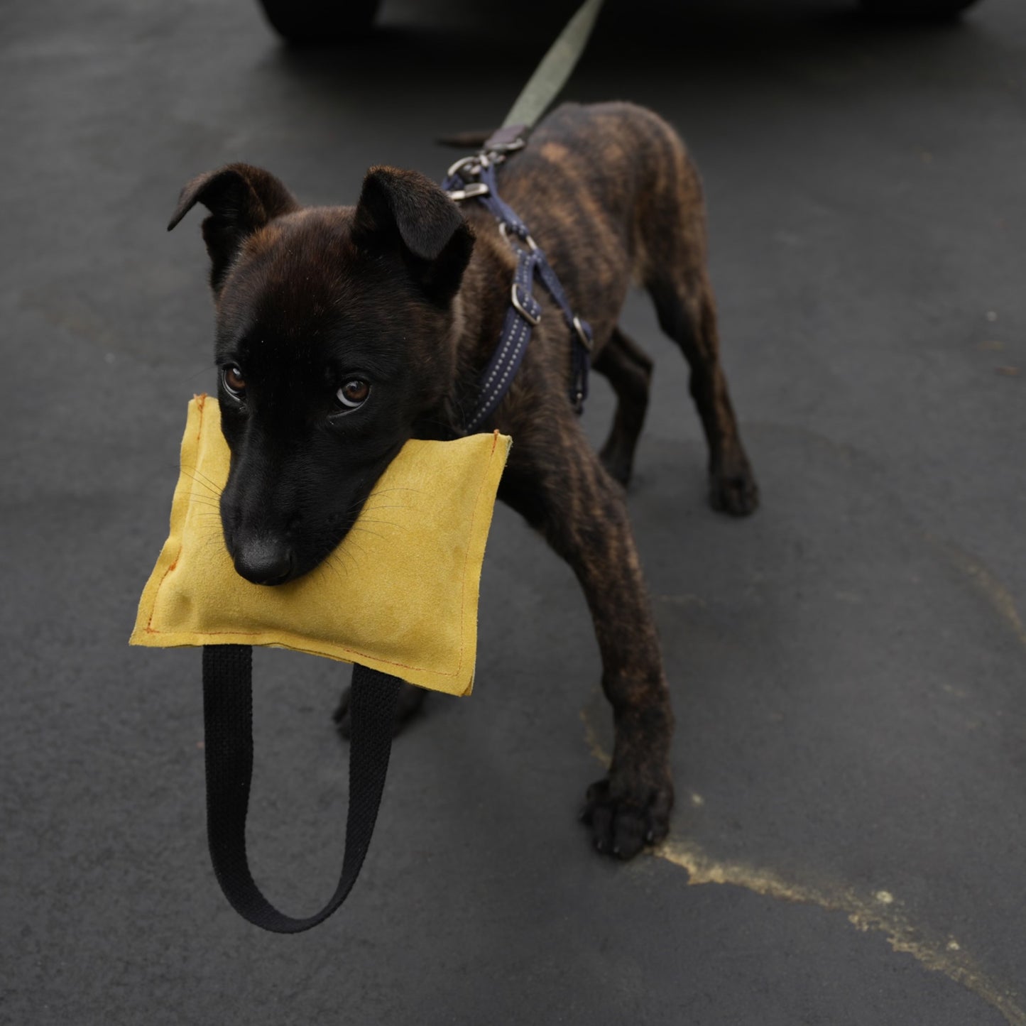 Suede Leather Bite Pillow for Puppies