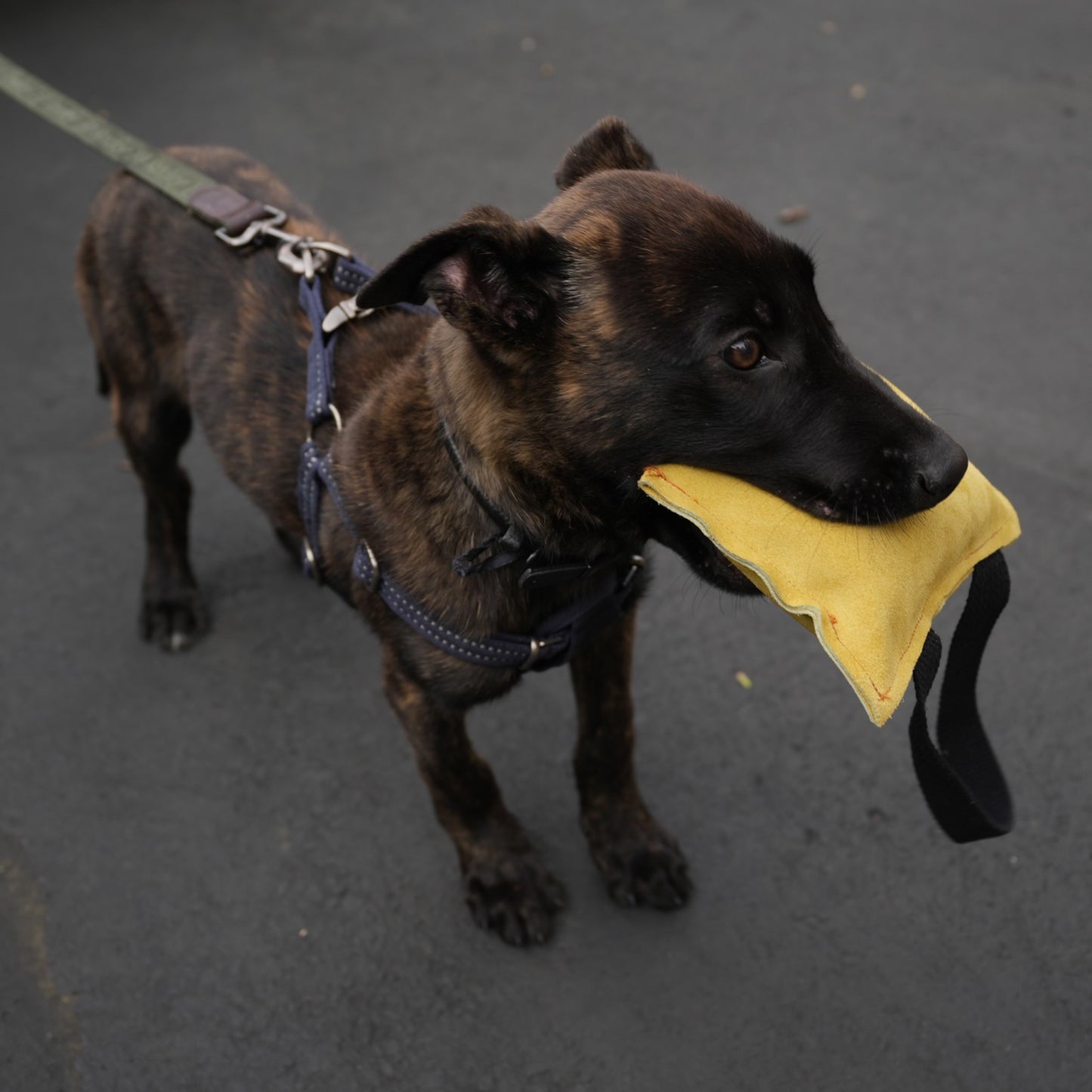 Suede Leather Bite Pillow for Puppies