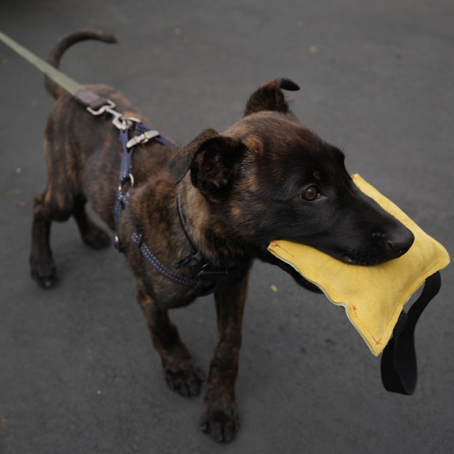 Suede Leather Bite Pillow for Puppies