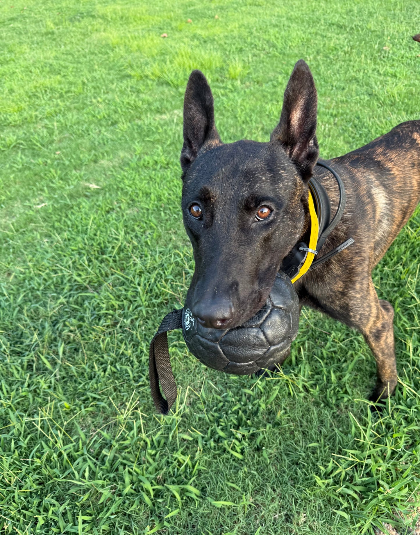 Inflatable Leather Reward Ball